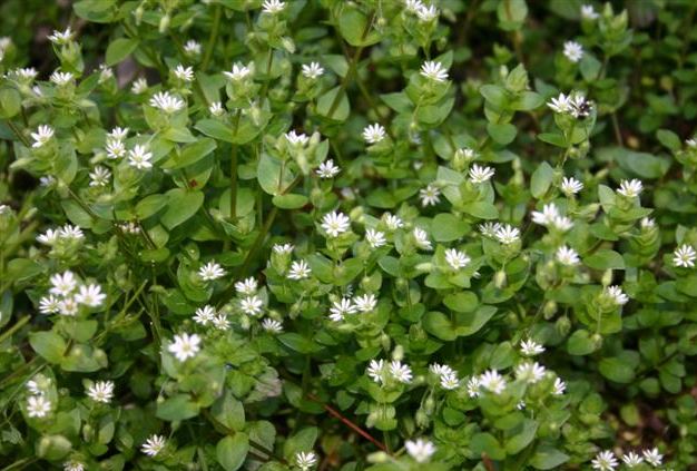 Chickweed Tincture for menopause
