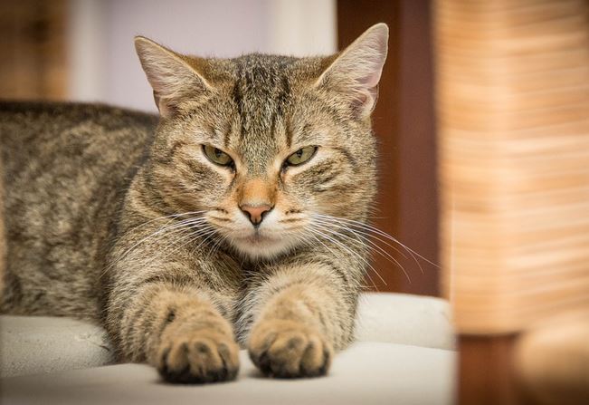 signs on diabetes in cats 