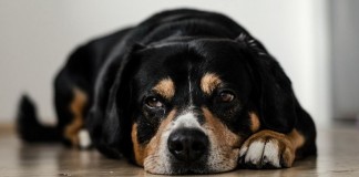 dog cancer symptoms
