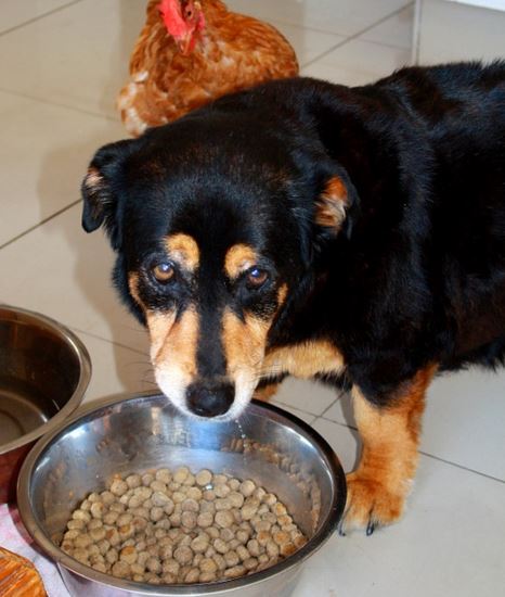 loss of appetite in dogs