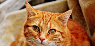 10 Signs of Cat Diabetes