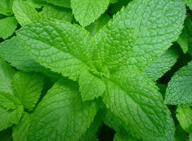spearmint for menopause-hot flashes